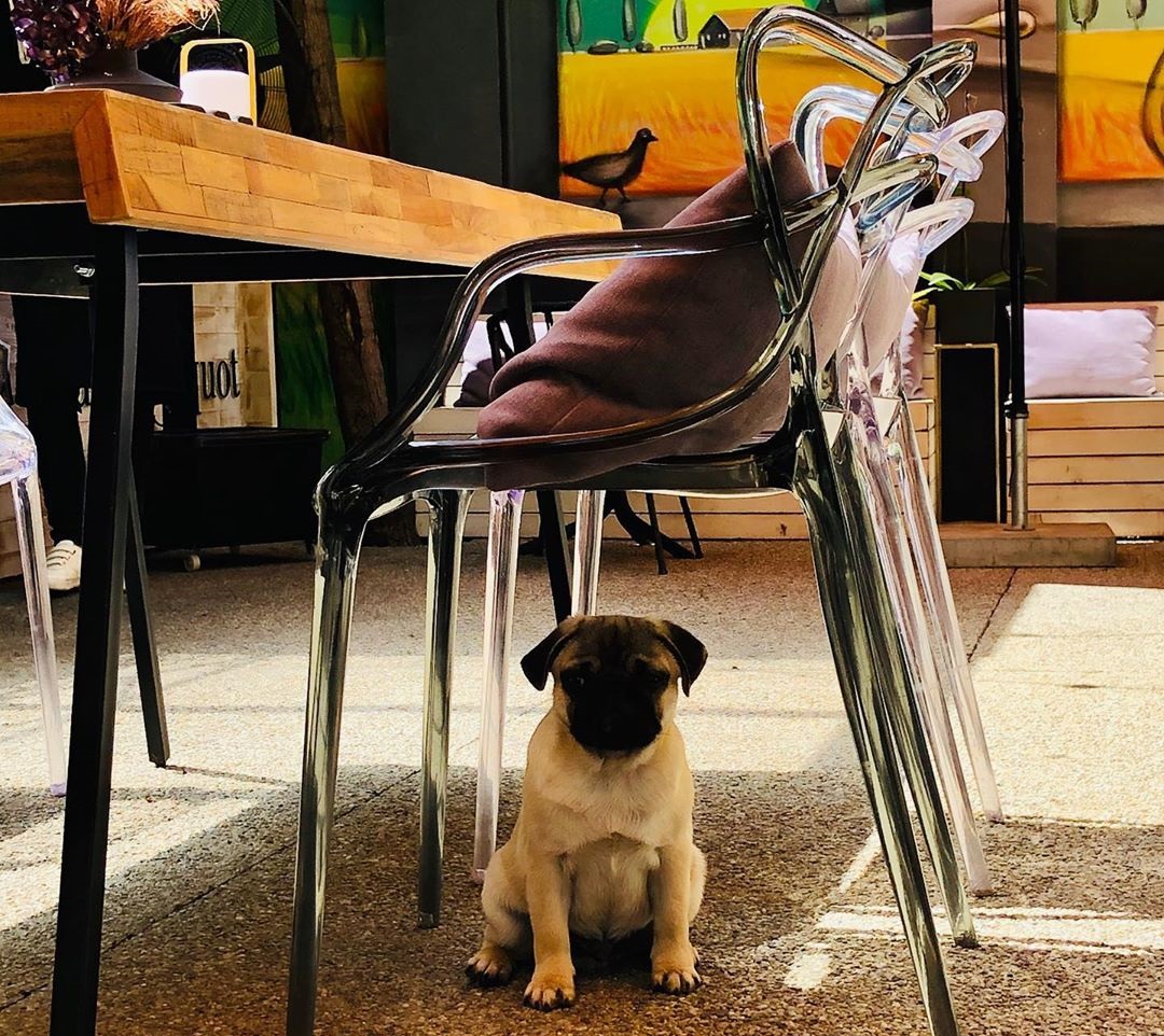 Un caine pug sub un scaun la Maize, una din terase pet friendly din București